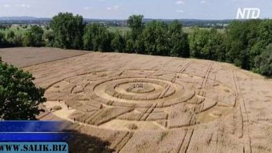 Photo of Загадочный круг на пшеничном поле появился в немецком городе Пель