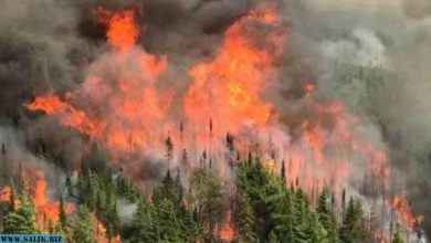 Photo of Пожары в Сибири отравят Европу: западные ученые напуганы потеплением в России