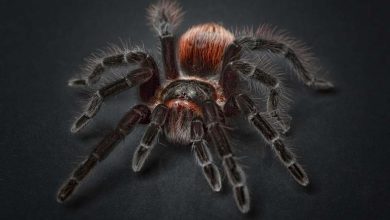 Photo of Действия при укусе пауков, клещей, скорпионов и насекомых