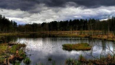 Photo of Загадочные места России: Череповецкие болота