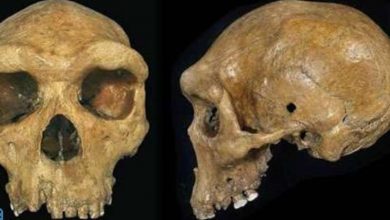 Photo of Родезийский череп. Огнестрел возрастом 300 000 лет