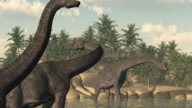 Photo of Почему динозавры вымерли?