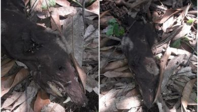 Photo of Останки неизвестного существа напугали жителей Колумбии