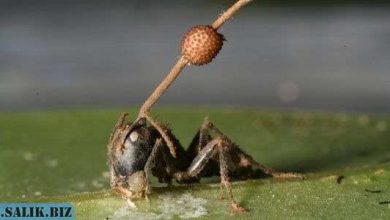 Photo of Зомби среди нас: 5 реальных случаев из животного мира