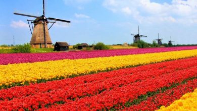 Photo of Финансовая пирамида: тюльпаномания в Голландии