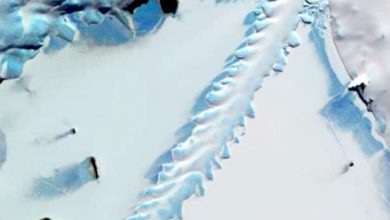 Photo of Странная находка в Антарктиде сбила с толку исследователей