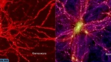 Photo of Мозг человека — это сильно уменьшенная копия вселенной