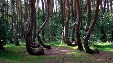 Photo of Необычные деревья заколдованного леса