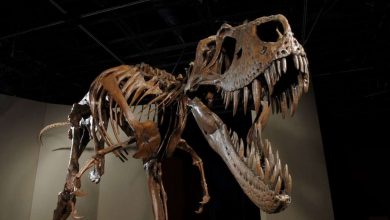 Photo of Почему и как вымерли динозавры