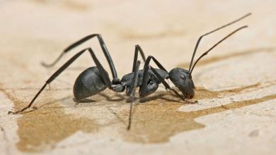 Photo of Что будет делать муравей, если окажется далеко от муравейника?