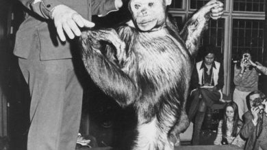 Photo of Можно ли скрестить обезьяну с человеком?