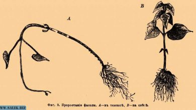 Photo of Что такое этиолирование растений?