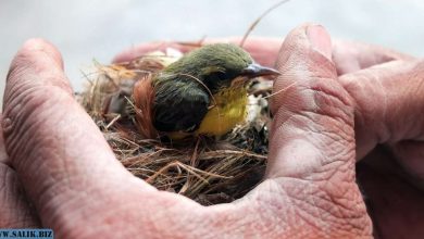 Photo of Правда ли, что птицы бросают птенцов, если к ним прикасались люди