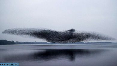 Photo of Стая скворцов образовала огромную птицу над озером: невероятное фото