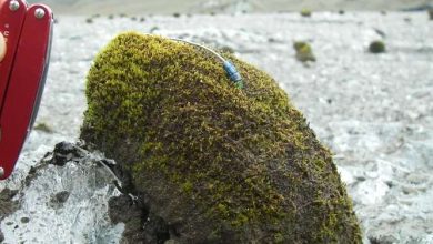 Photo of Загадка «ледниковых мышей»: куда и зачем они ползут