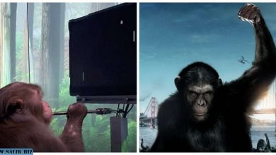Photo of Компания Маска показала, как обезьяна играет в видеоигры «силой мысли»