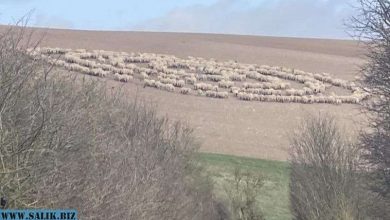 Photo of Необъяснимое поведение овец, стоящих концентрическими кругами