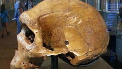 Photo of Тайна древних черепов неандертальцев с пулевыми отверстиями
