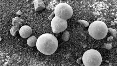 Photo of На Марсе растут грибы