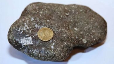 Photo of Древний камень с окаменелостью, которую приняли за микрочип возрастом в 250 миллионов лет
