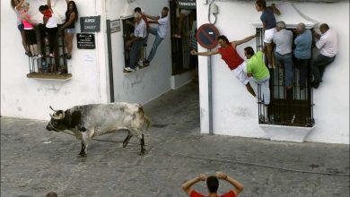 Photo of Традиция бегать от быков. Зачем?