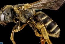Photo of Пчелы признаны самыми важными существами на Земле