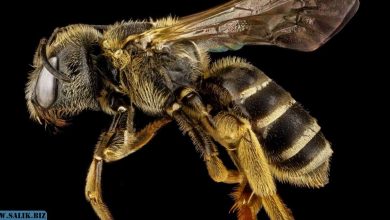 Photo of Пчелы признаны самыми важными существами на Земле
