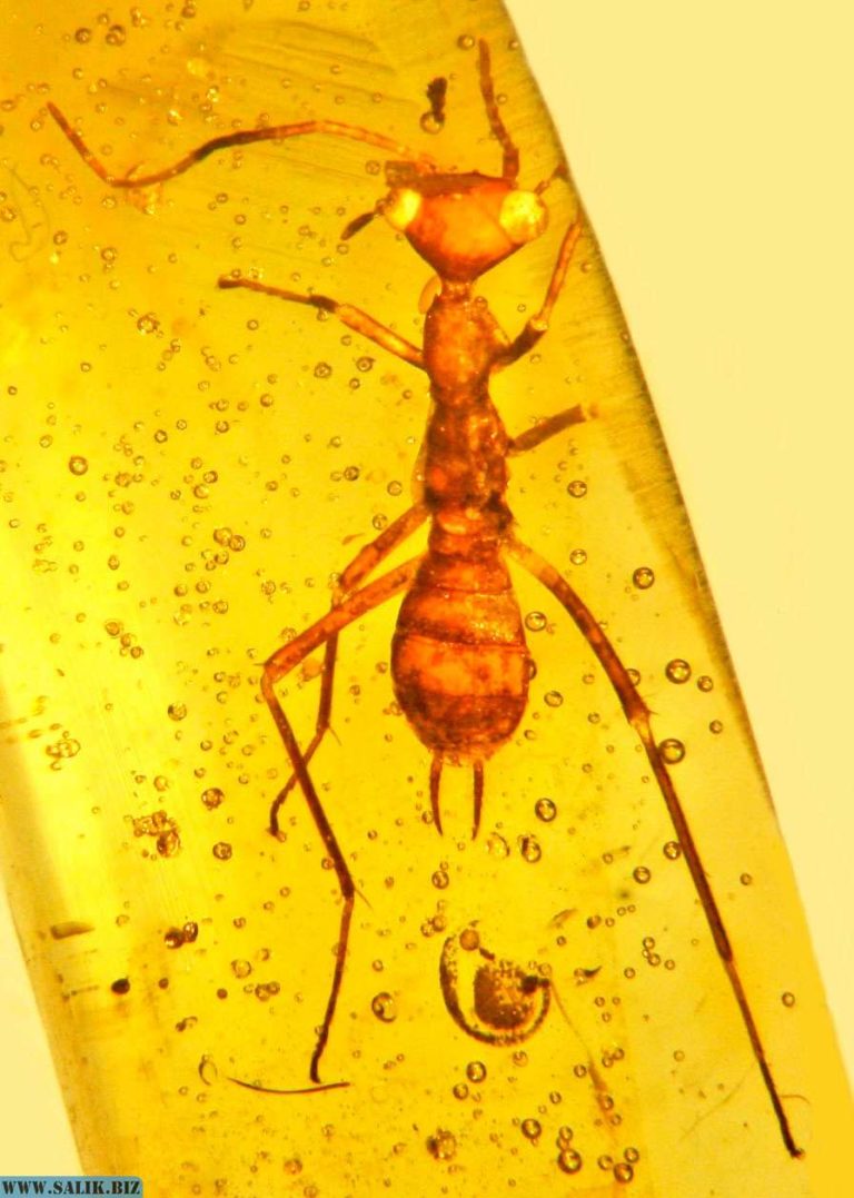 22fae632da0fb58e03b96c221521646b