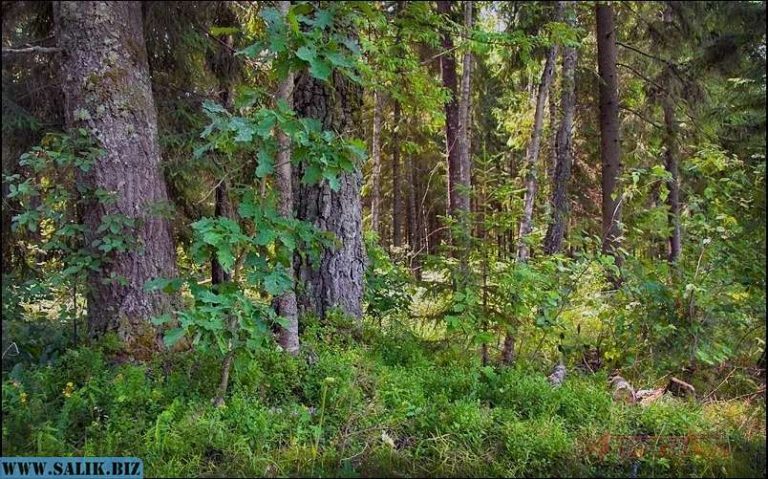 424787ba1fae1c7853fec5234f82b1d4