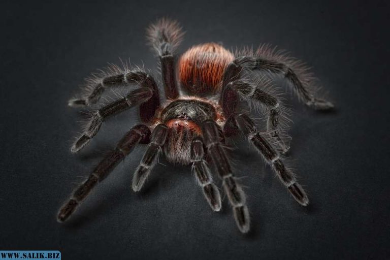 541f9b69641fc85c17aa2bf9cbb5bc33