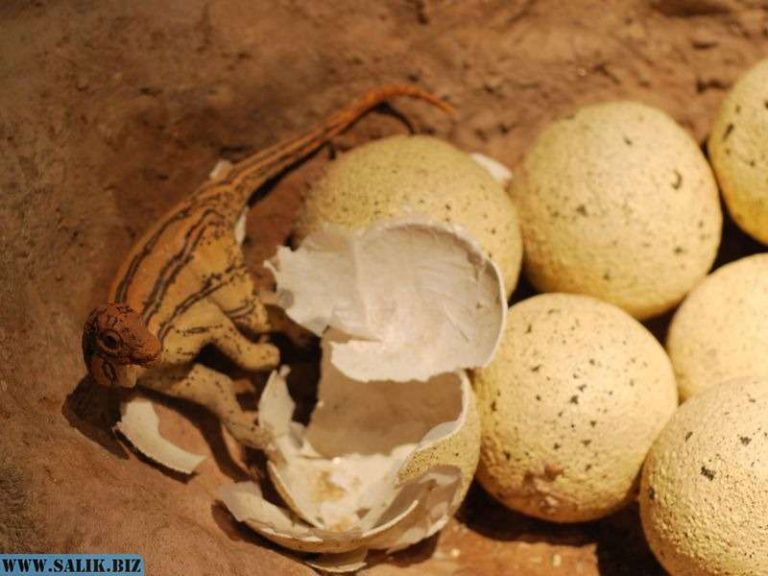 8d63b4ecf0719d04304a0c0d90032e66