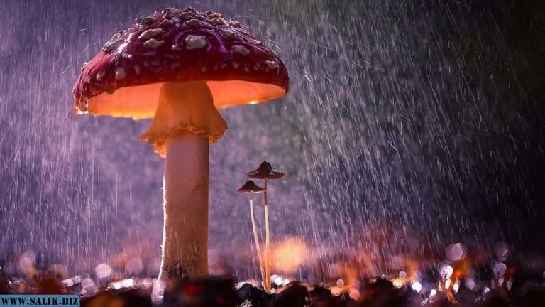 0ae48a644ff32ff609e147d3869cce69