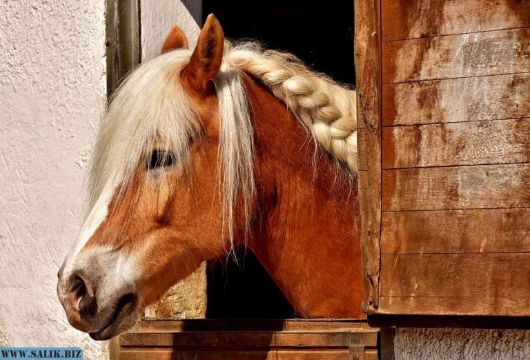 1abd288f52afe36ef4d6b12738a6c9fe