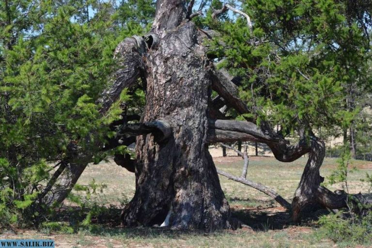 1e5429065451de0565e5939a733f3862