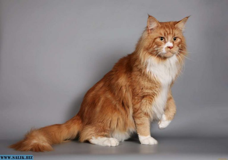 5ded5d955ddb6fa719684172b61bed2a