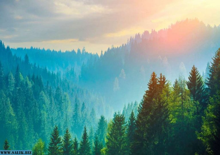 980b479a633bc75fd2144db117a2e797