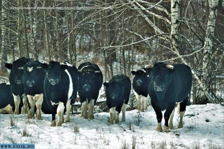 0554147dac7a5c78524447136207a0d1