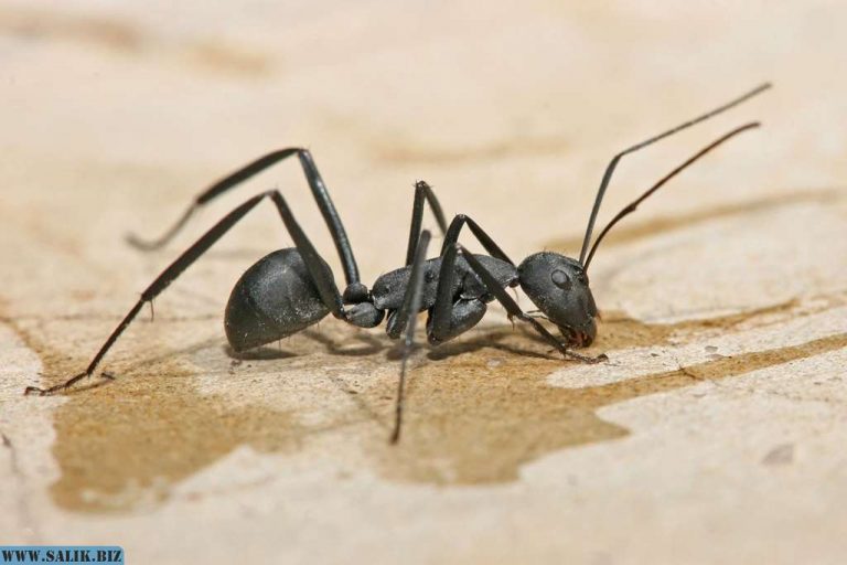 fbbe80ae53b9051250641bb083f9e25b